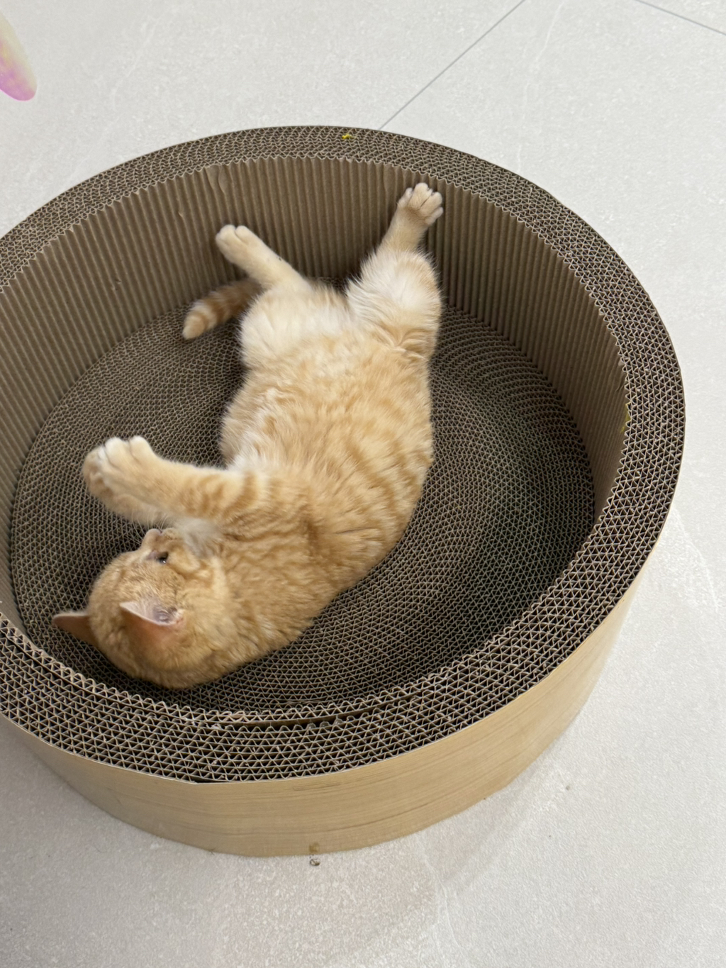우리집 고양이 귀엽지(+사진 추가할게!!) | 인스티즈