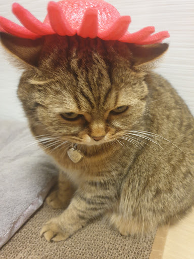 추석선물로 과일 들어오면 견주들이 하는것.jpg | 인스티즈