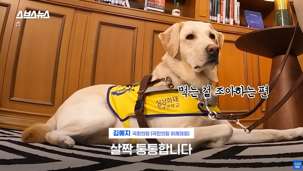 카메라 의식하는 안내견 조이 | 인스티즈
