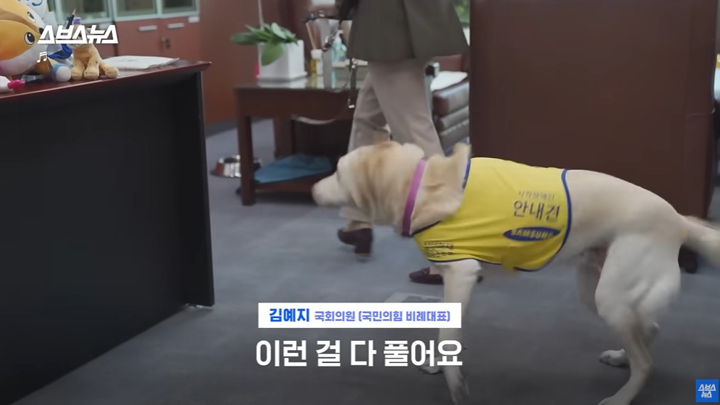 카메라 의식하는 안내견 조이 | 인스티즈