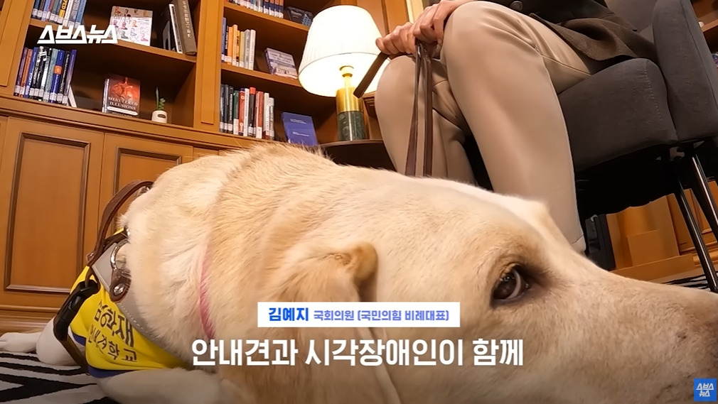 카메라 의식하는 안내견 조이 | 인스티즈