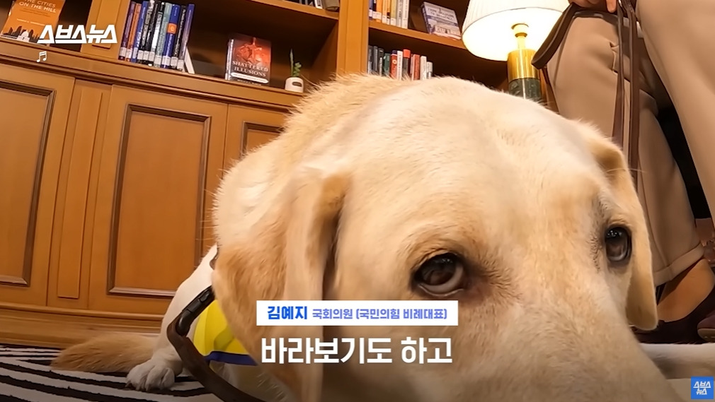 카메라 의식하는 안내견 조이 | 인스티즈