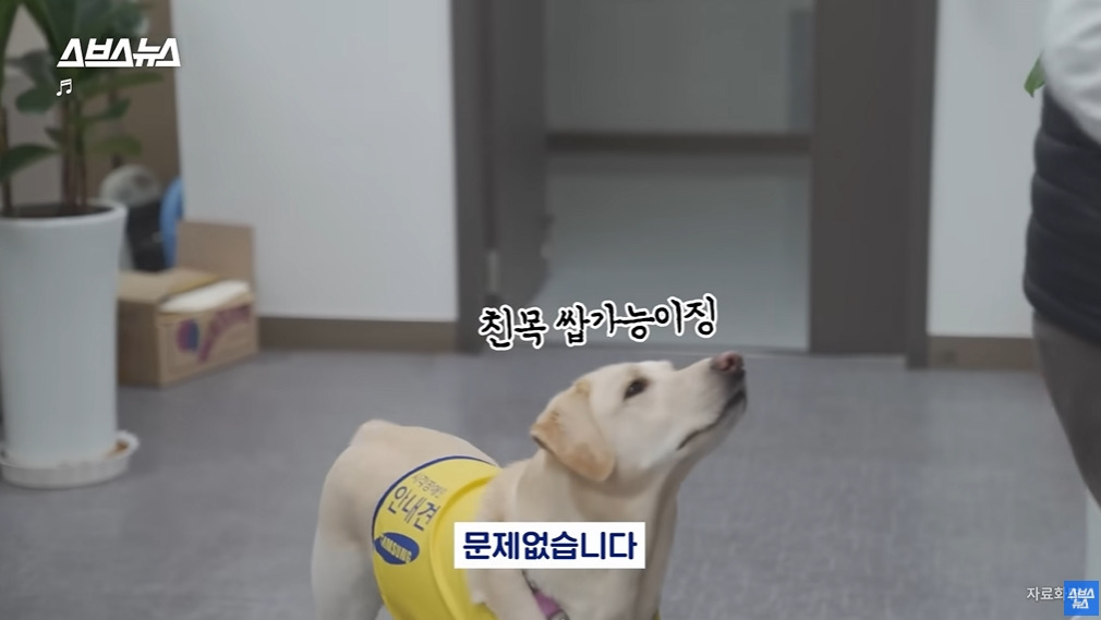 카메라 의식하는 안내견 조이 | 인스티즈