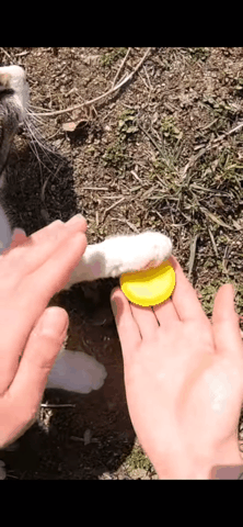  Haha ha네 고양이 발도장 찍기3