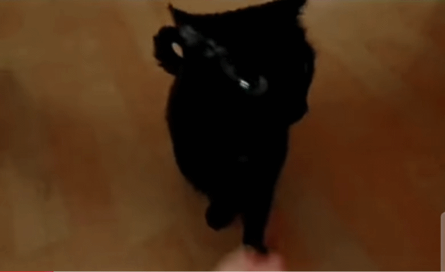 투슬리스랑 진짜 똑같이 생긴 깜냥이 고양이 | 인스티즈