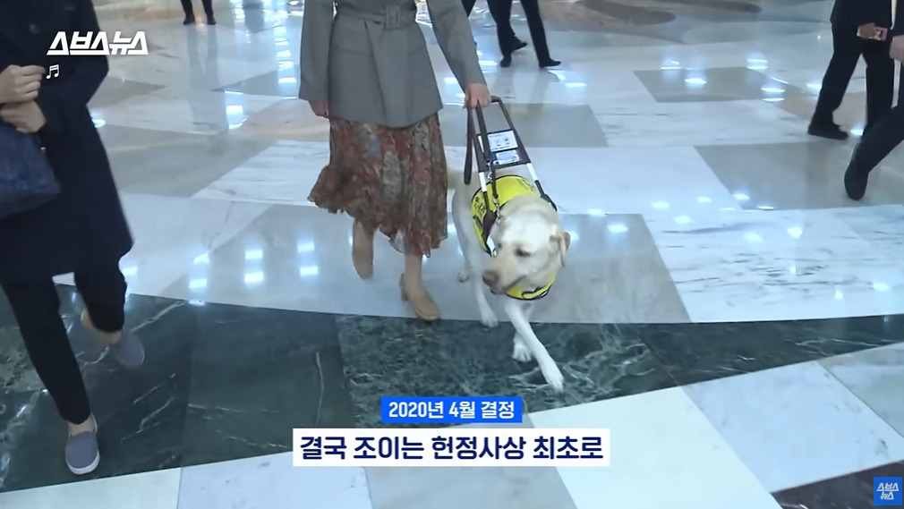 카메라 의식하는 안내견 조이 | 인스티즈