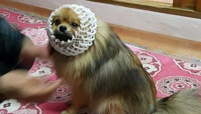 추석선물로 과일 들어오면 견주들이 하는것.jpg | 인스티즈