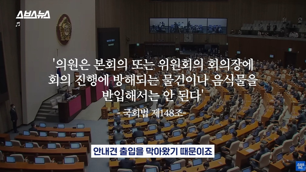 카메라 의식하는 안내견 조이 | 인스티즈