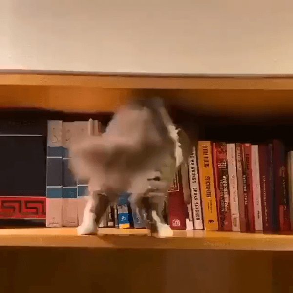 고양이의 은신처 .gif | 인스티즈