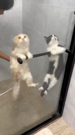  목욕탕 탈출 시도하는 고양이들ㅋㅋㅋ.gif2