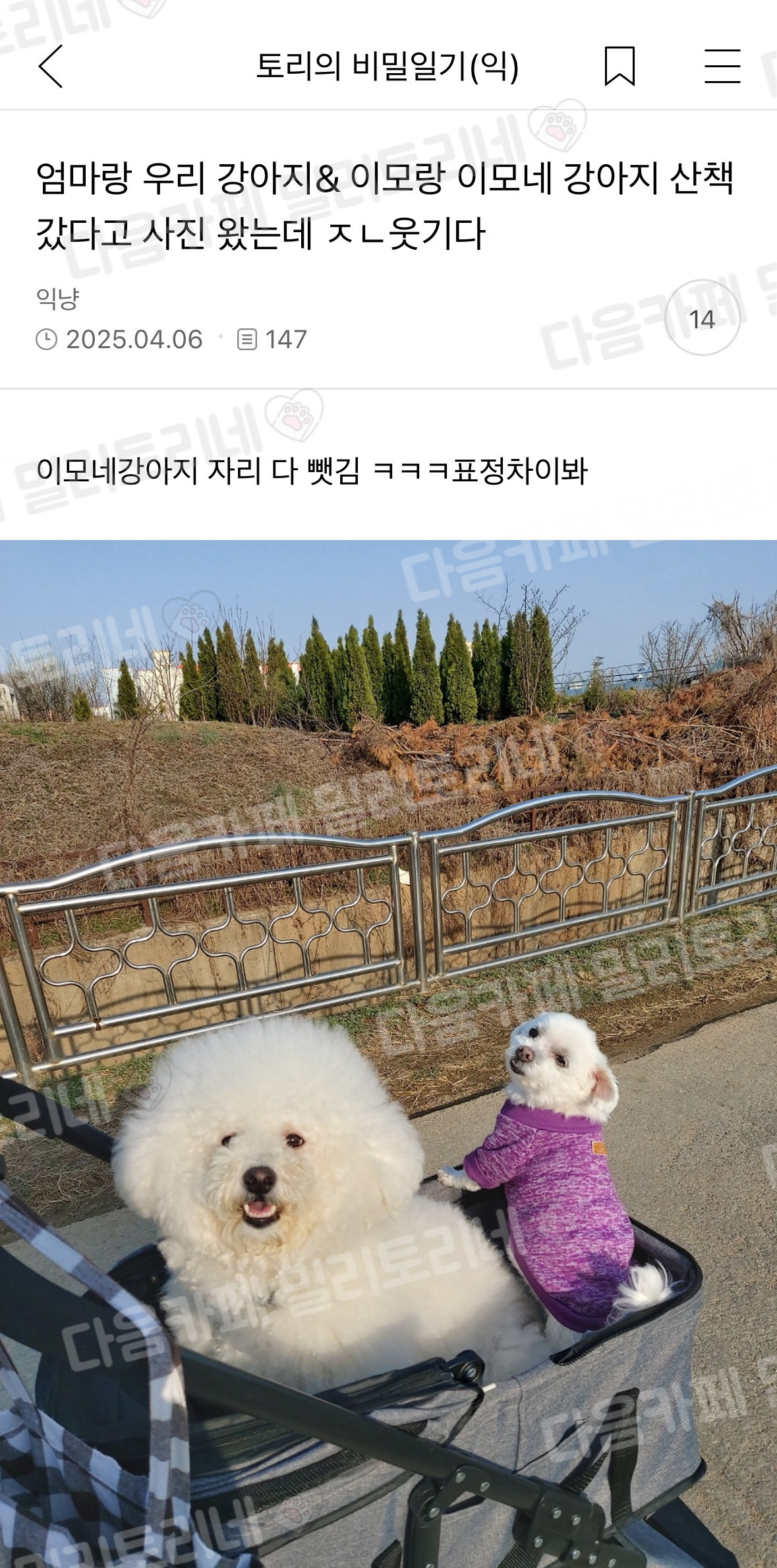  우리 강아지랑 이모네 강아지 같이 산책 갔는데1