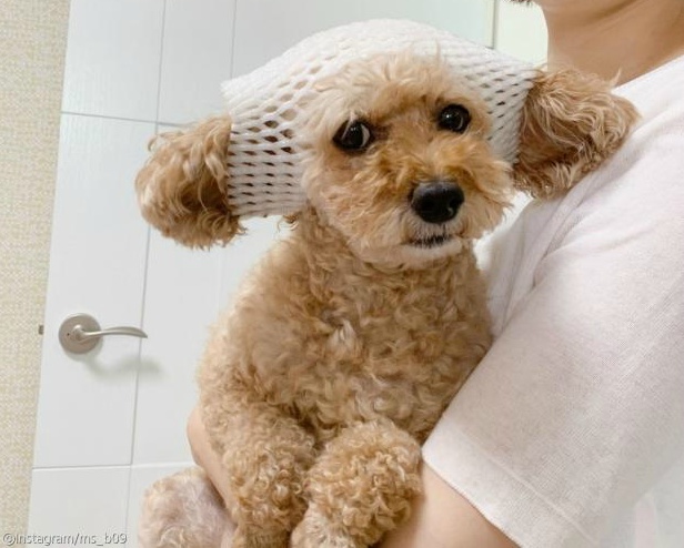 추석선물로 과일 들어오면 견주들이 하는것.jpg | 인스티즈