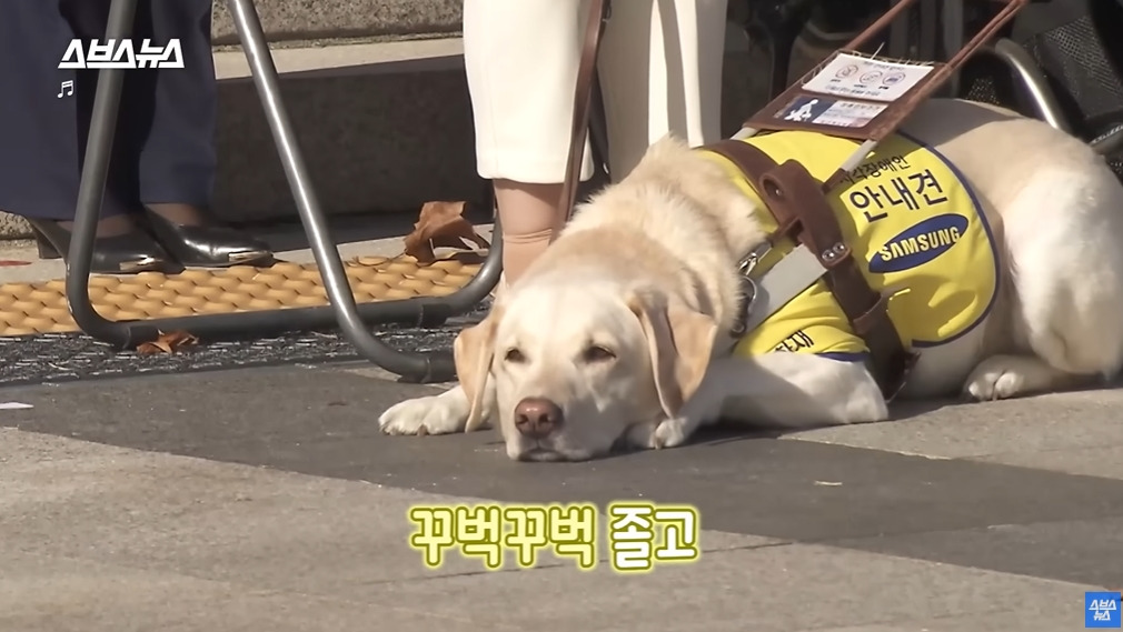  카메라 의식하는 안내견 조이