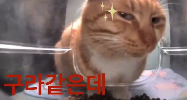 구라같은데 밈 원본 | 인스티즈