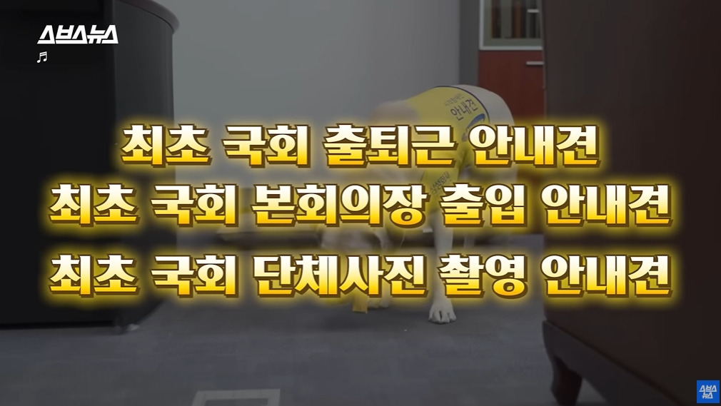 카메라 의식하는 안내견 조이 | 인스티즈