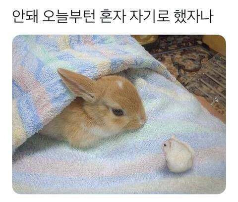  토끼가 하는 말이다 vs 햄스터가 하는 말이다2