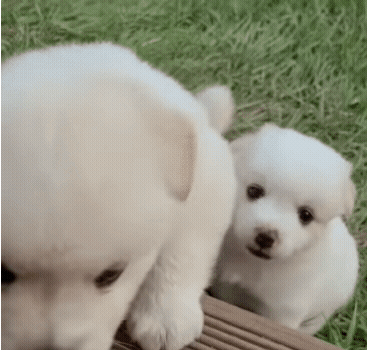  카메라 보고 웃는 시고르자브종.gif1
