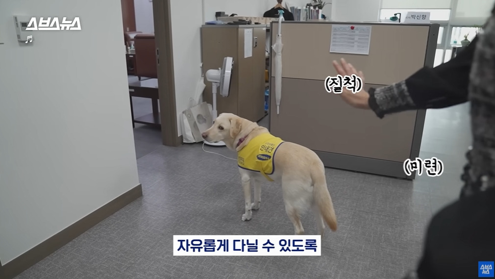 카메라 의식하는 안내견 조이 | 인스티즈