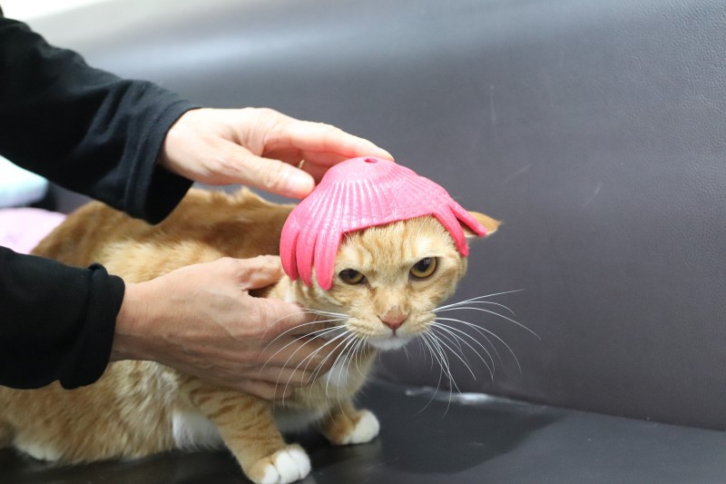 추석선물로 과일 들어오면 견주들이 하는것.jpg | 인스티즈