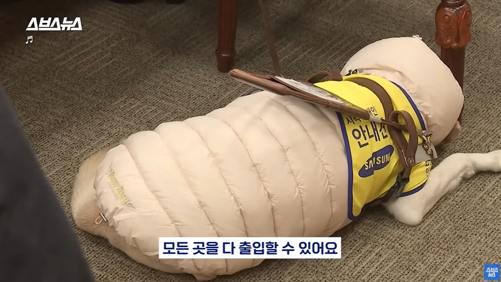 카메라 의식하는 안내견 조이 | 인스티즈