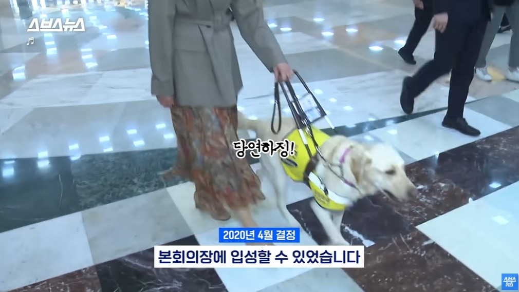 카메라 의식하는 안내견 조이 | 인스티즈