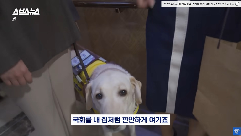 카메라 의식하는 안내견 조이 | 인스티즈