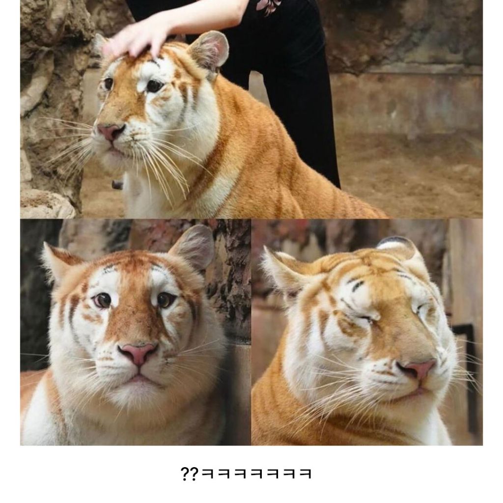  스모키 메이크업 전과 후