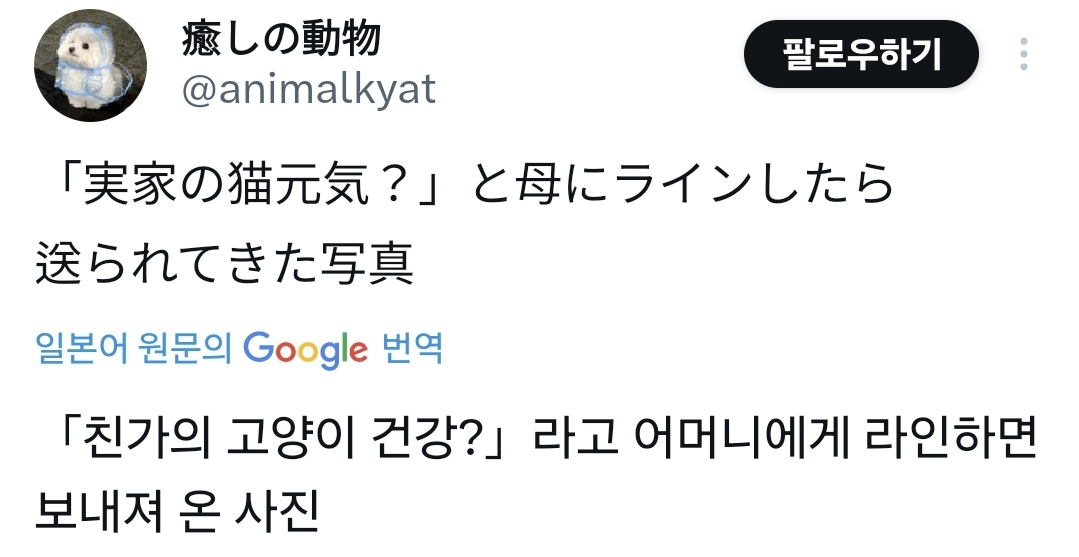  어머니에게 고양이 건강하냐고 물었더니 사진 한 장을 보내줬다.jpg