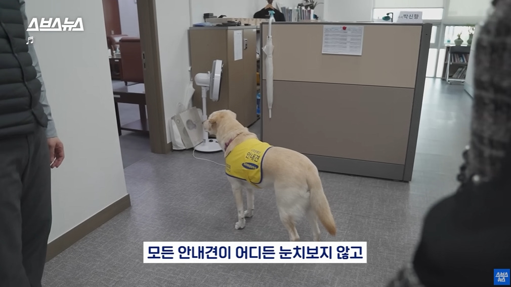 카메라 의식하는 안내견 조이 | 인스티즈