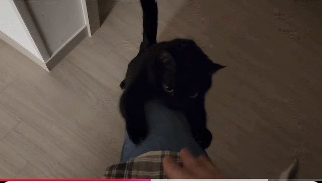 투슬리스랑 진짜 똑같이 생긴 깜냥이 고양이 | 인스티즈