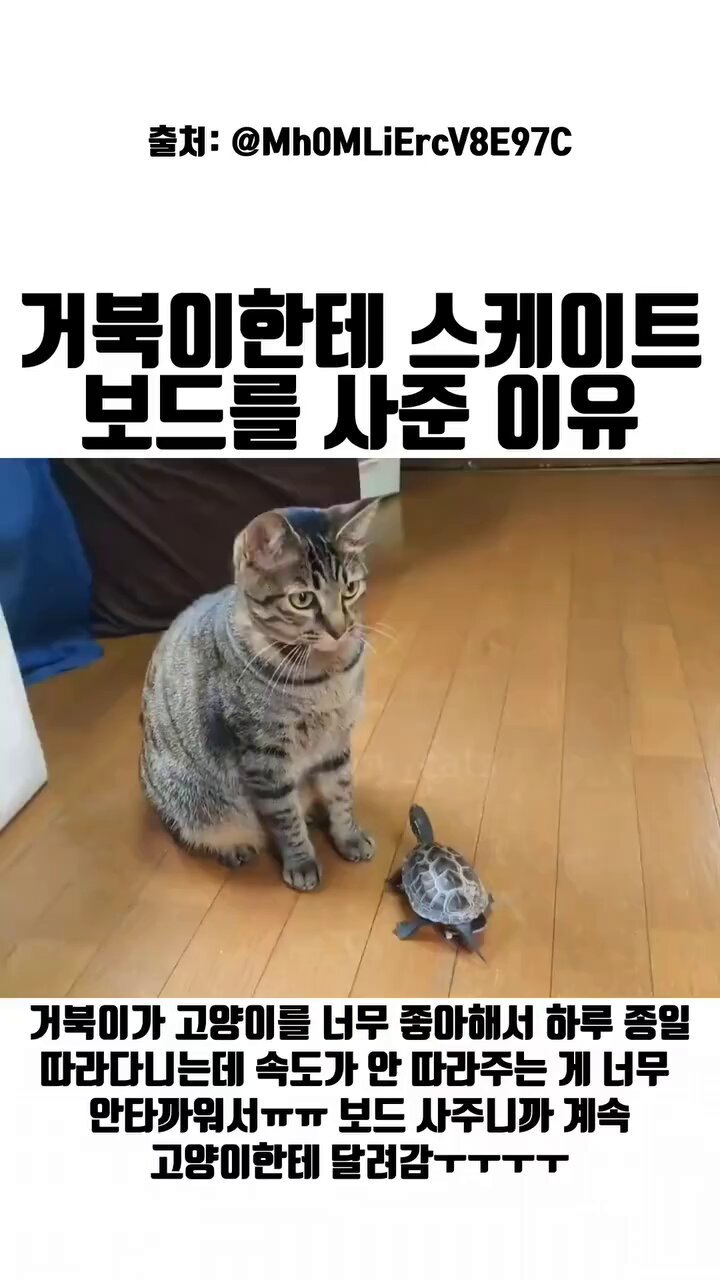 거북이한테 스케이트보드를 사준 이유 | 인스티즈