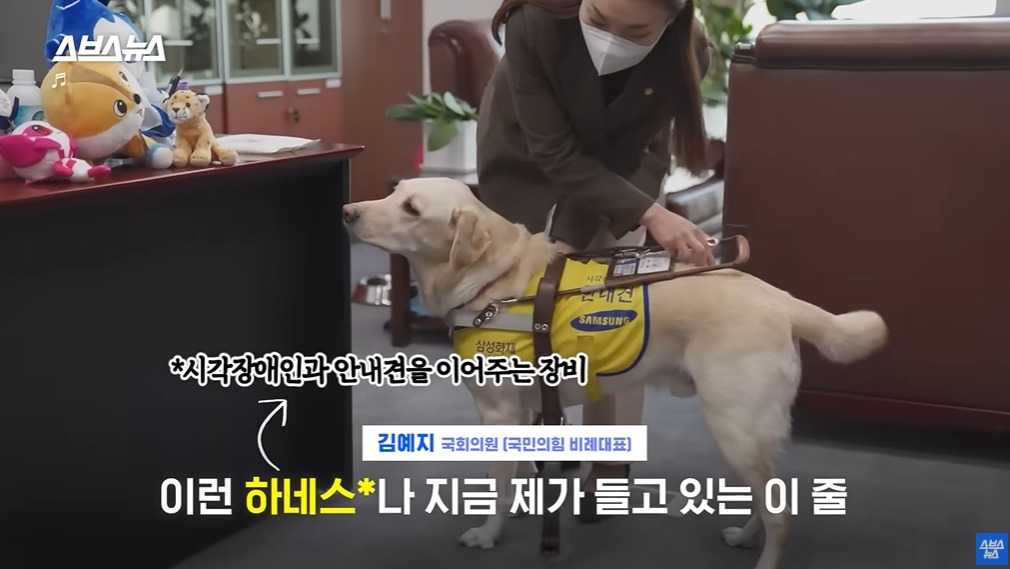 카메라 의식하는 안내견 조이 | 인스티즈