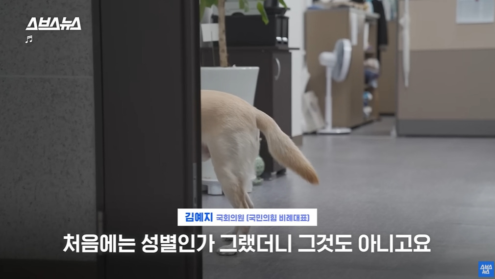 카메라 의식하는 안내견 조이 | 인스티즈