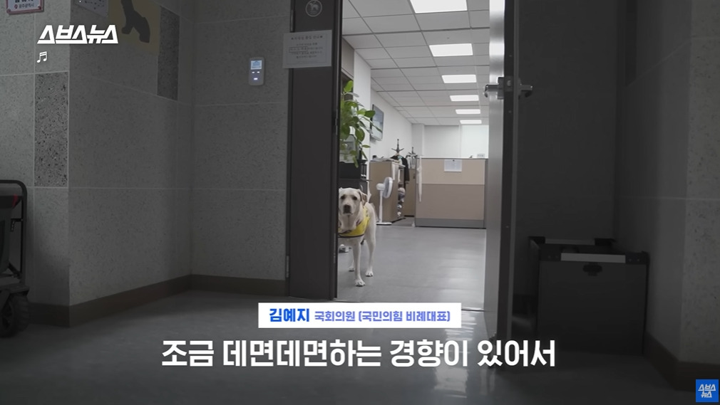 카메라 의식하는 안내견 조이 | 인스티즈