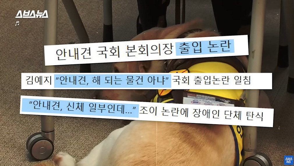 카메라 의식하는 안내견 조이 | 인스티즈