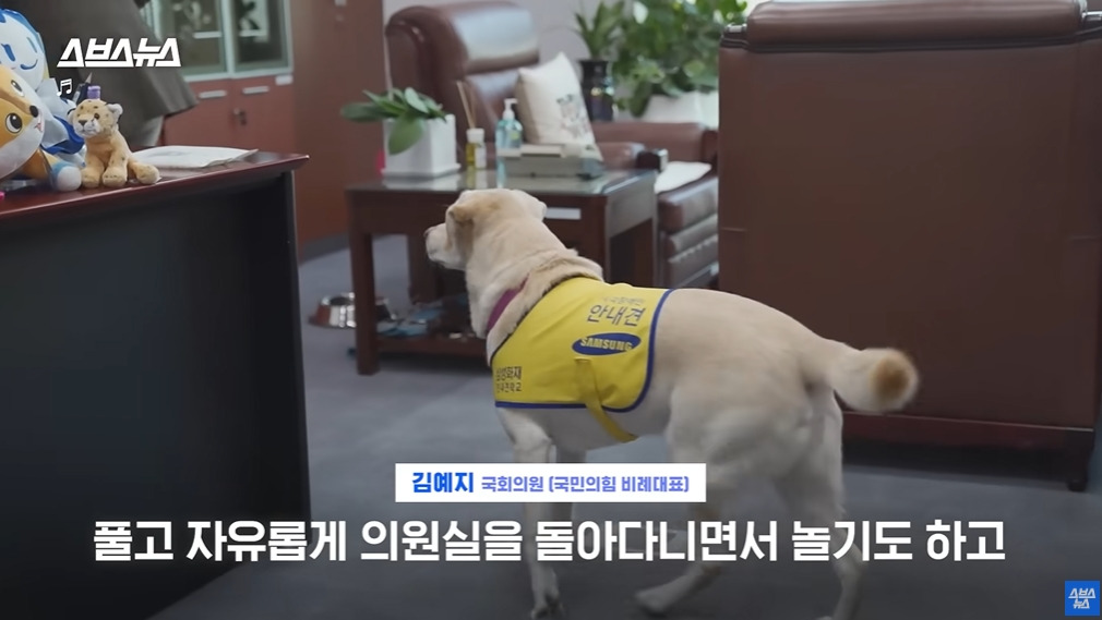 카메라 의식하는 안내견 조이 | 인스티즈