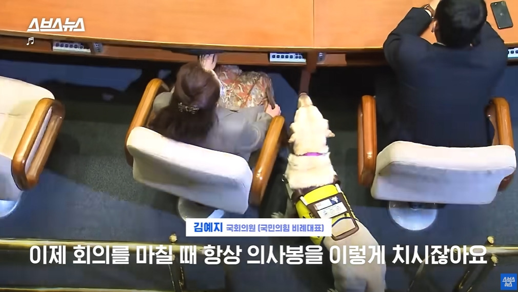카메라 의식하는 안내견 조이 | 인스티즈
