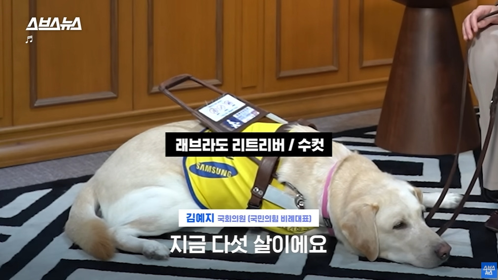 카메라 의식하는 안내견 조이 | 인스티즈