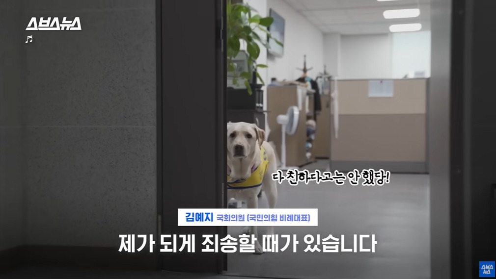 카메라 의식하는 안내견 조이 | 인스티즈