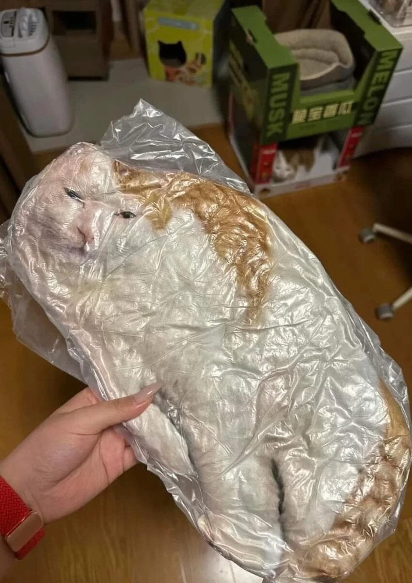  진공포장 당한 고양이.jpg