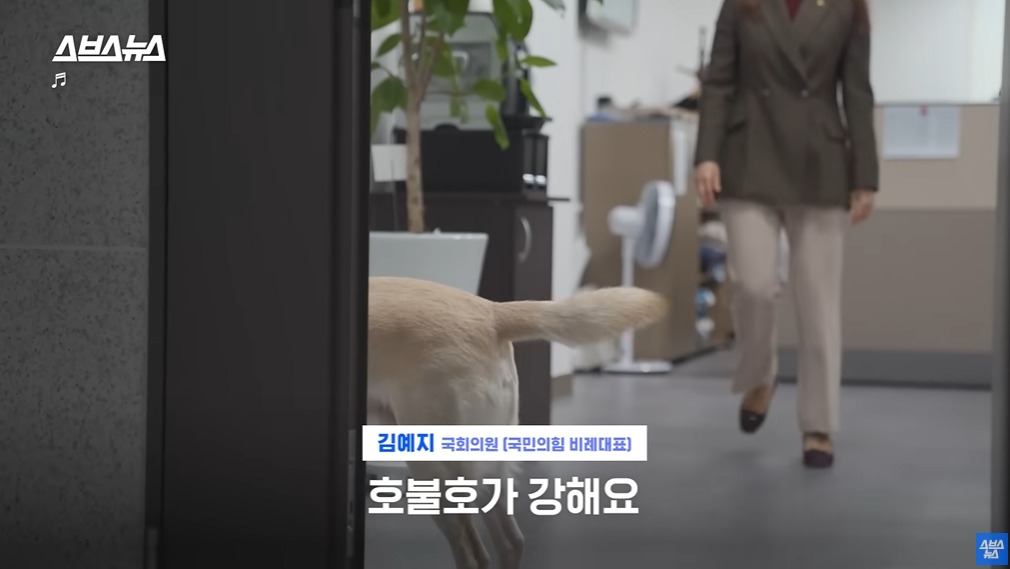 카메라 의식하는 안내견 조이 | 인스티즈