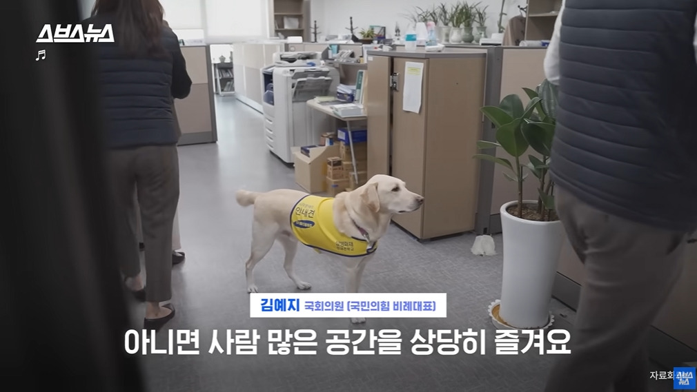 카메라 의식하는 안내견 조이 | 인스티즈
