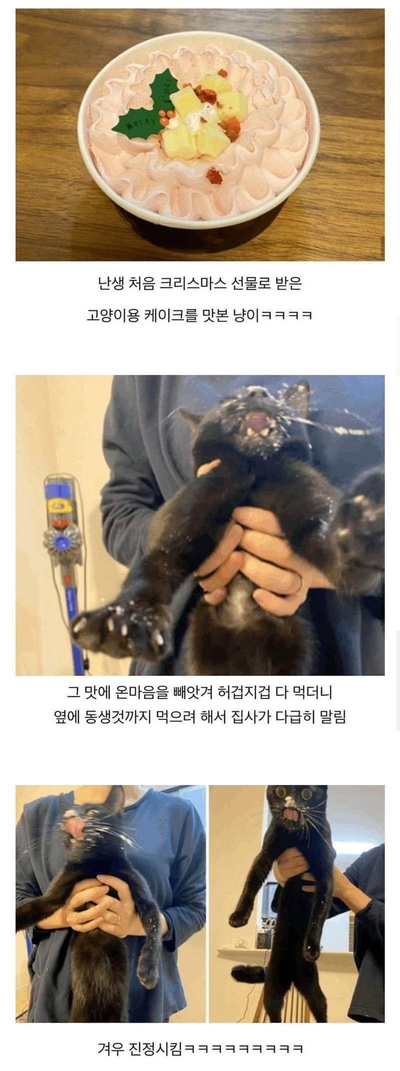  너무 격렬한 쾌감을 느낀 냥이