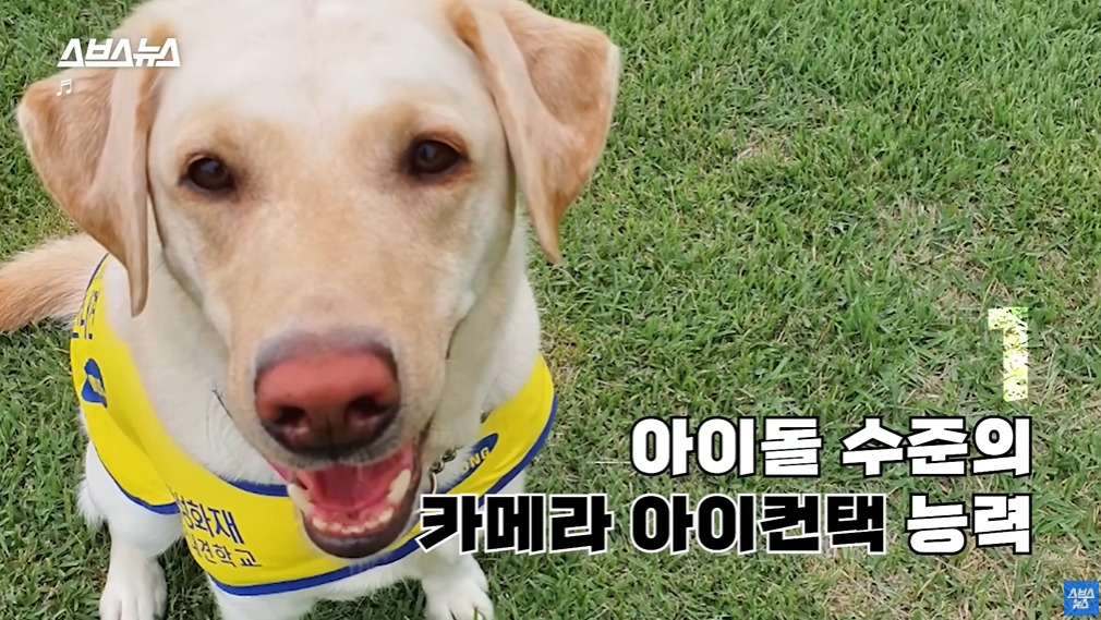 카메라 의식하는 안내견 조이 | 인스티즈