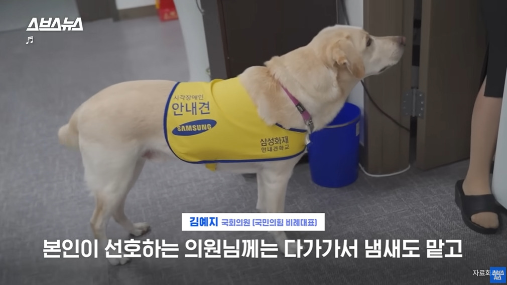카메라 의식하는 안내견 조이 | 인스티즈