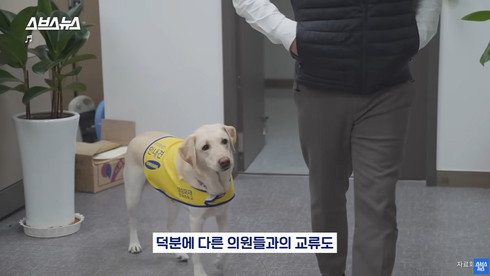 카메라 의식하는 안내견 조이 | 인스티즈