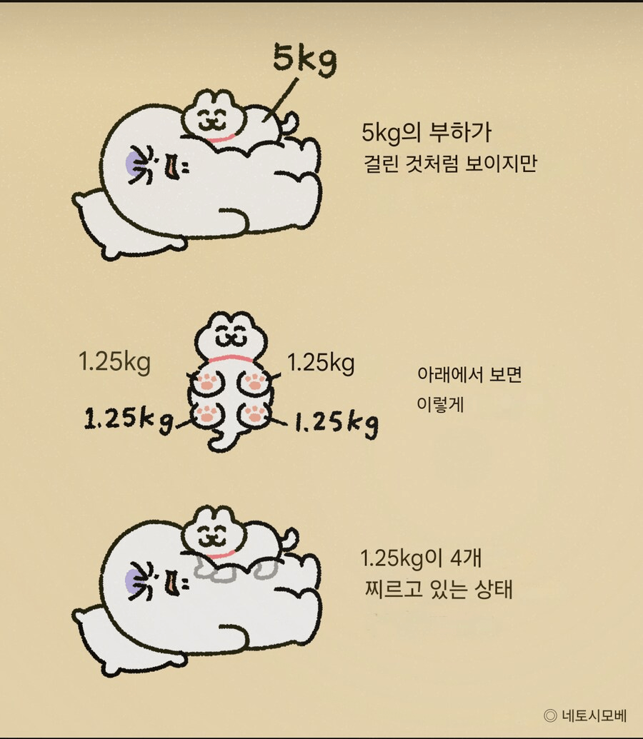  고양이가 배 위에 올라가면 아픈 이유.jpg