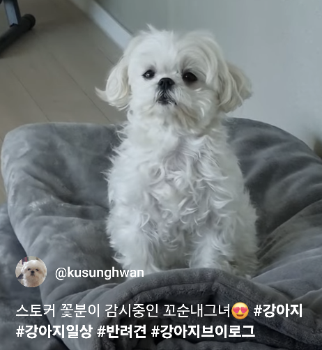  말티즈 보호자는 충격받는다는 꽃분이 영상