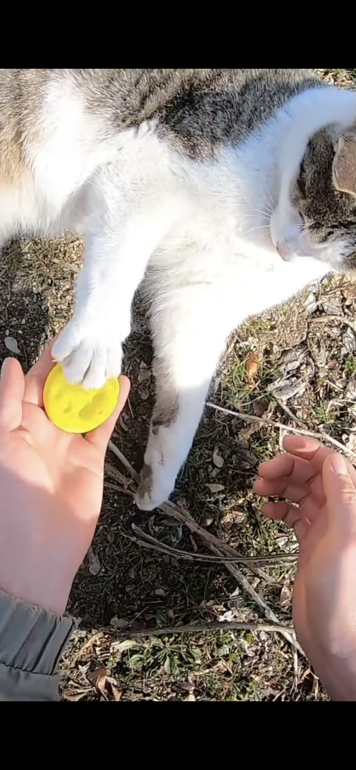 Haha ha네 고양이 발도장 찍기 | 인스티즈