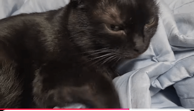 투슬리스랑 진짜 똑같이 생긴 깜냥이 고양이 | 인스티즈